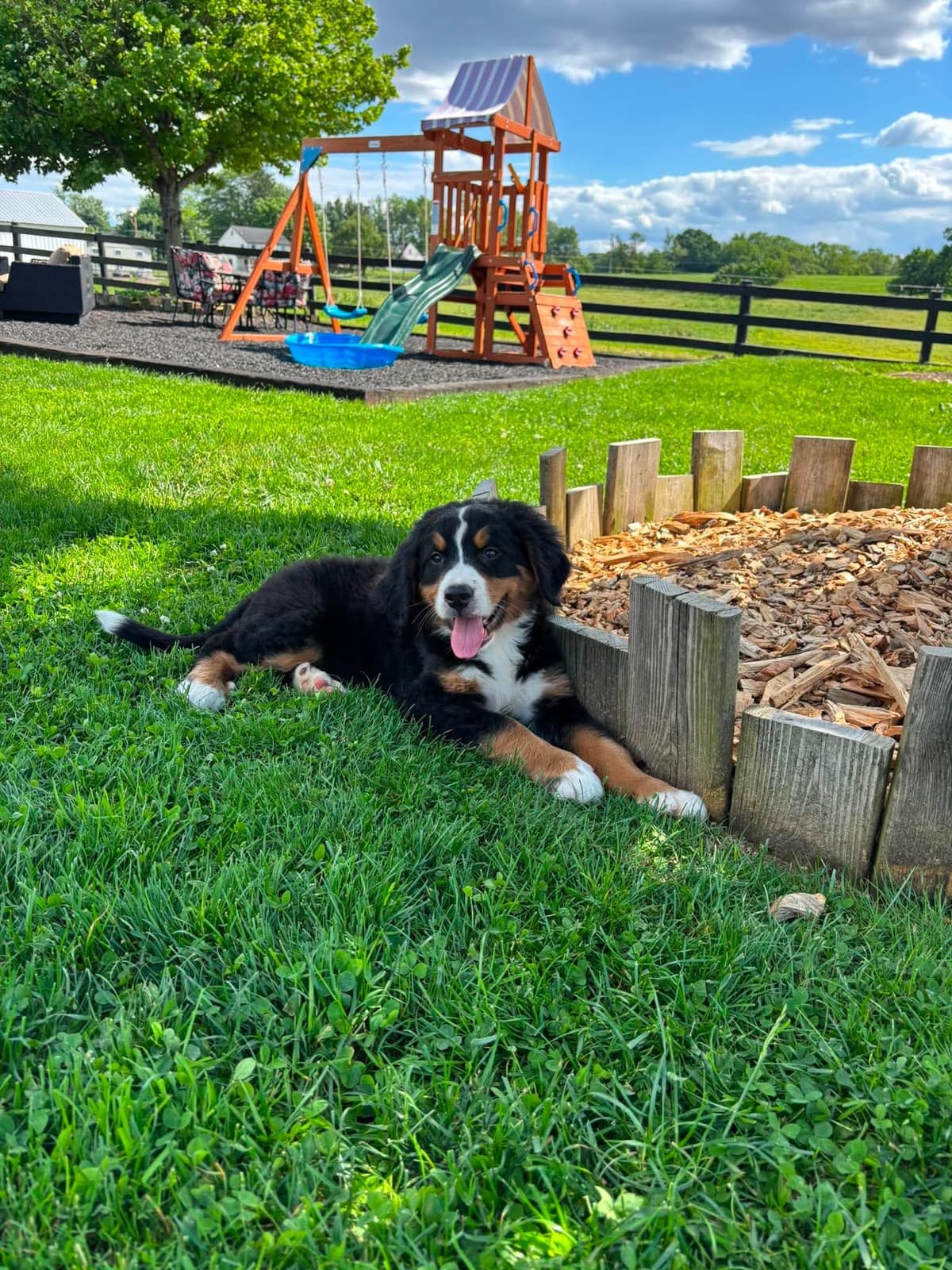 Bernese Mountain Dog Puppies breeder image 6