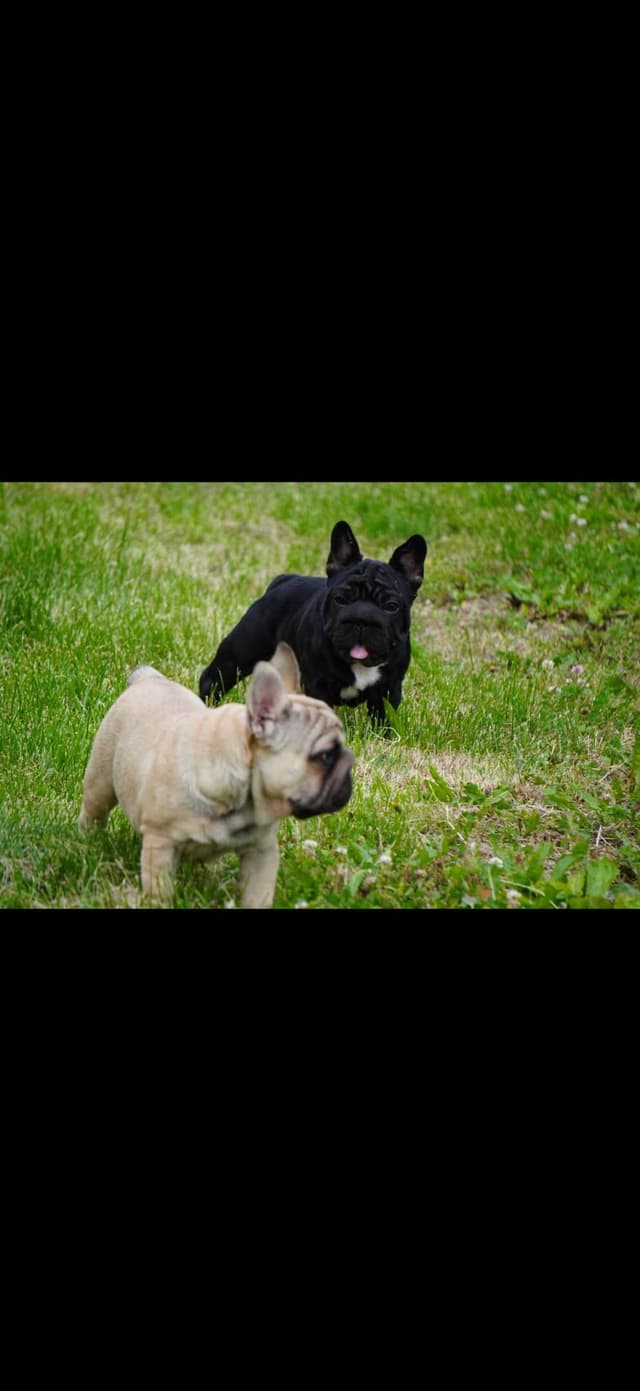 French Bulldog Puppies media 4
