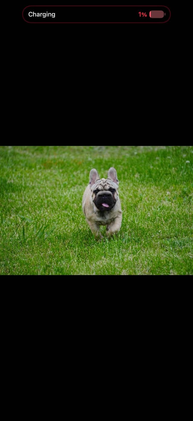 French Bulldog Puppies media 6