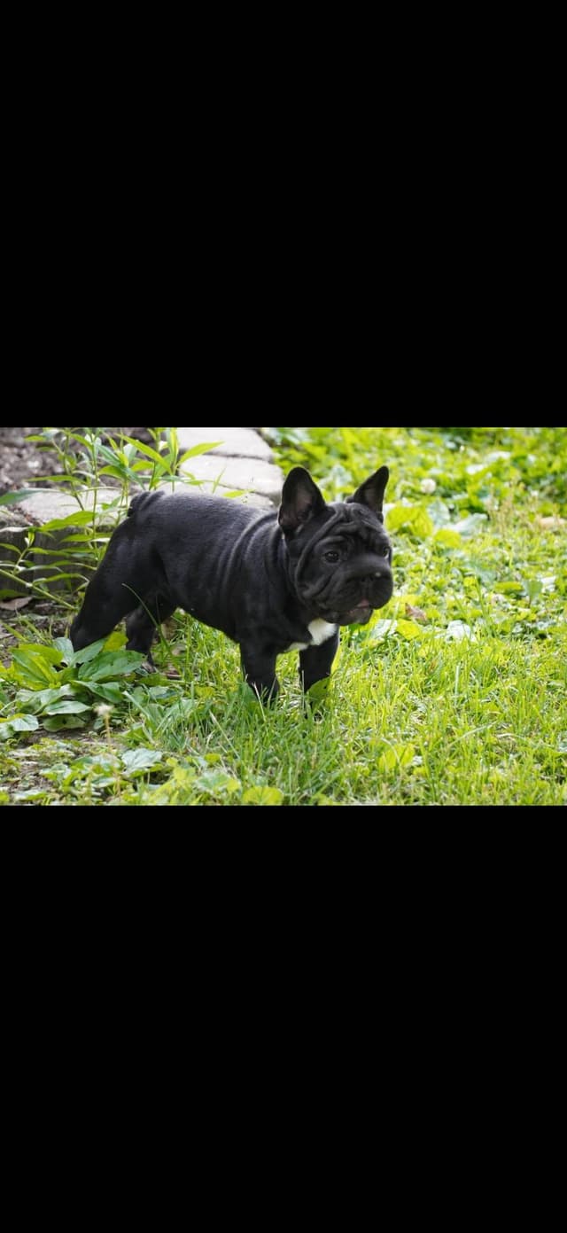 French Bulldog Puppies media 7