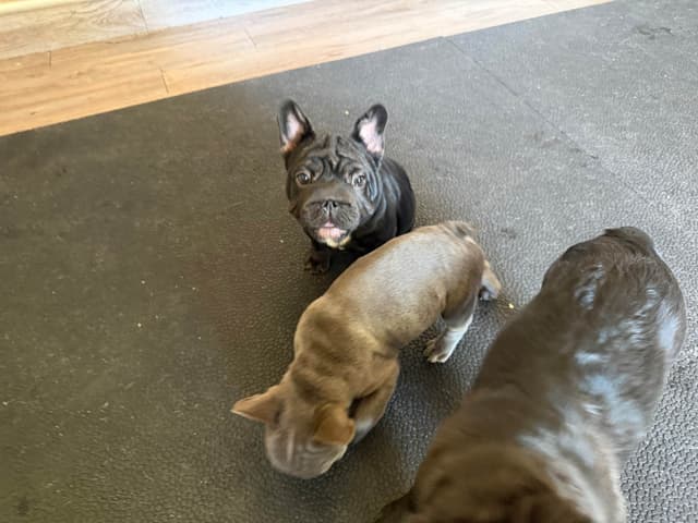 French Bulldog Puppies media 9
