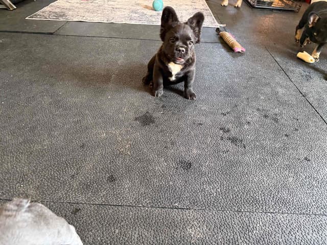 French Bulldog Puppies media 10