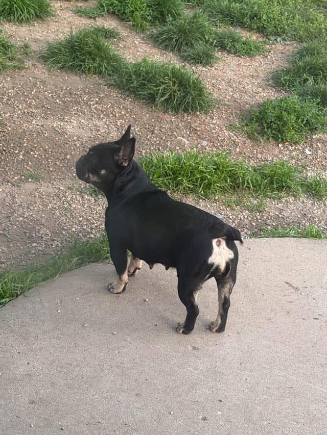 French Bulldog Puppies media 11