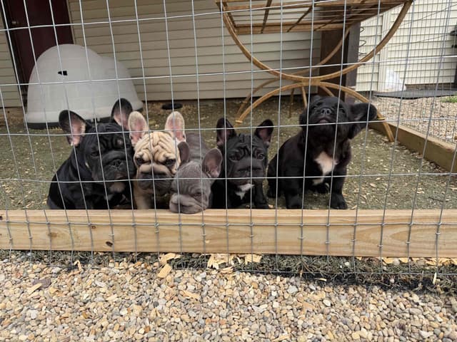 French Bulldog Puppies media 12