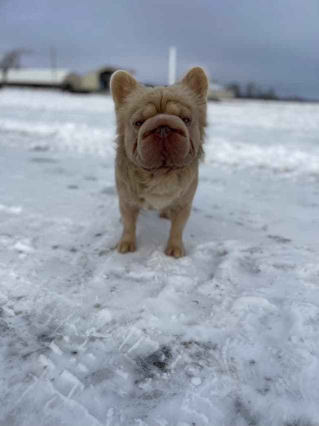 French Bulldog Puppies media 13