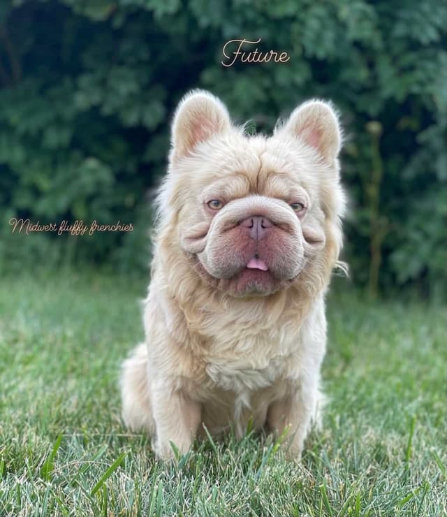 French Bulldog Puppies media 14