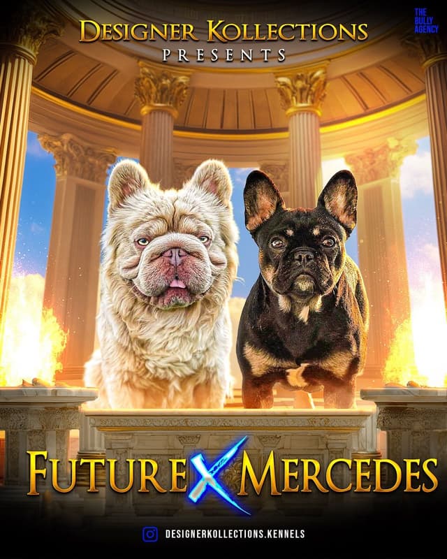 French Bulldog Puppies media 15