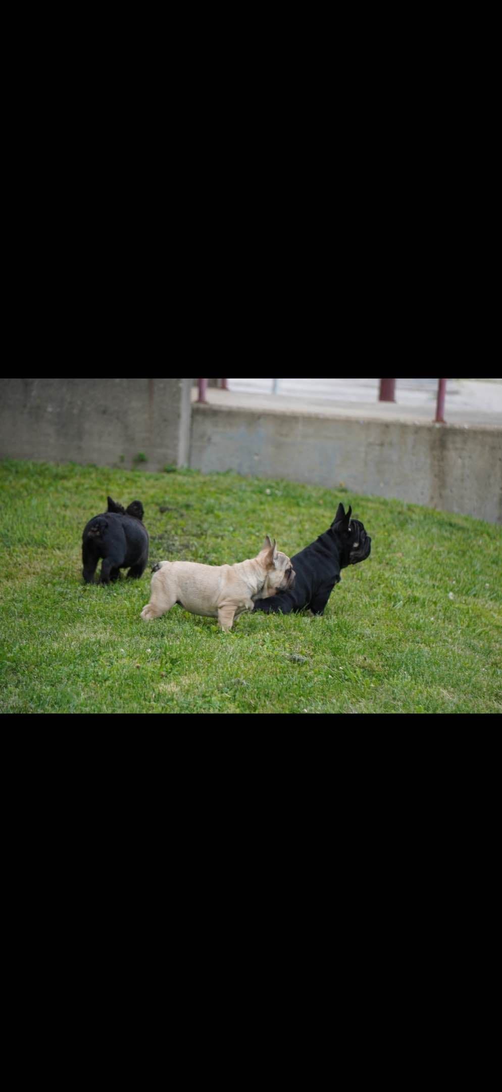 French Bulldog Puppies breeder image 5