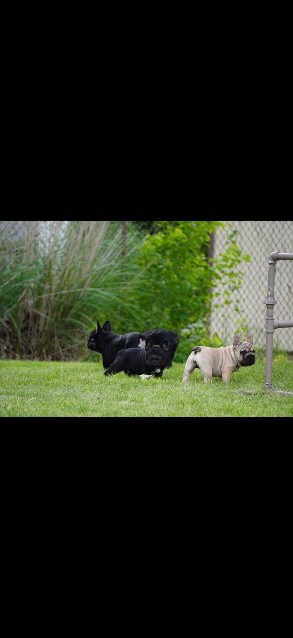 French Bulldog Puppies breeder image 6