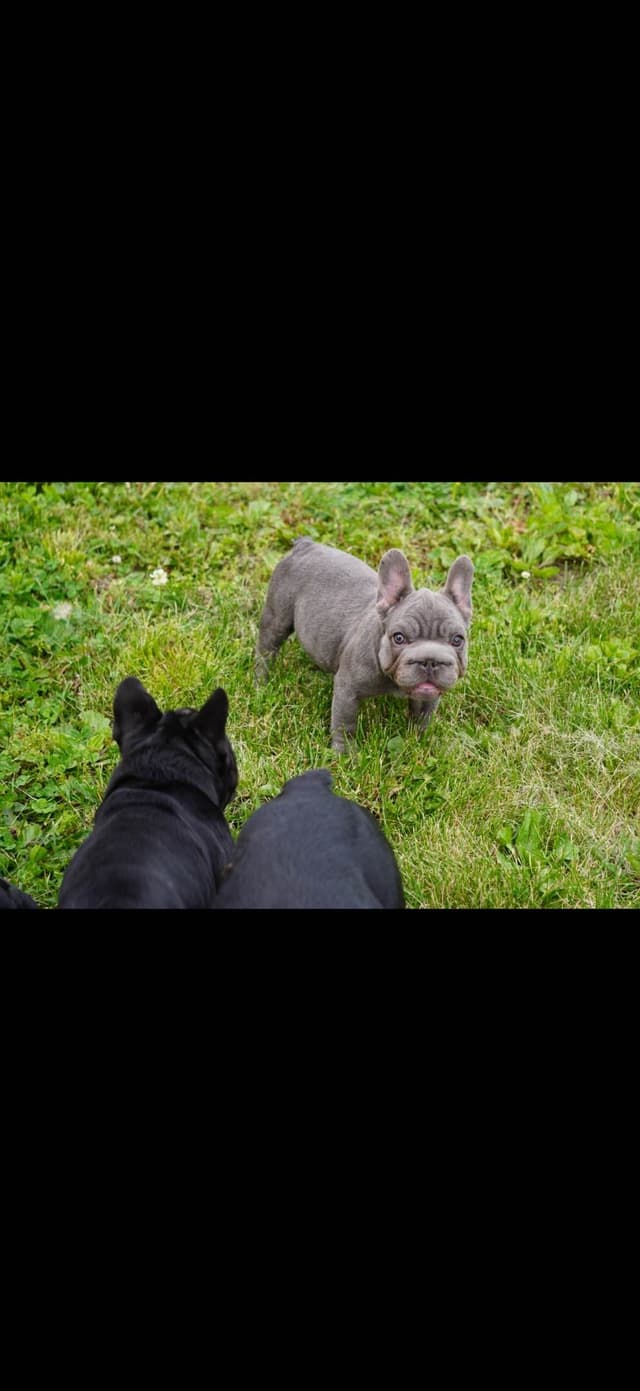 French Bulldog Puppies media 16