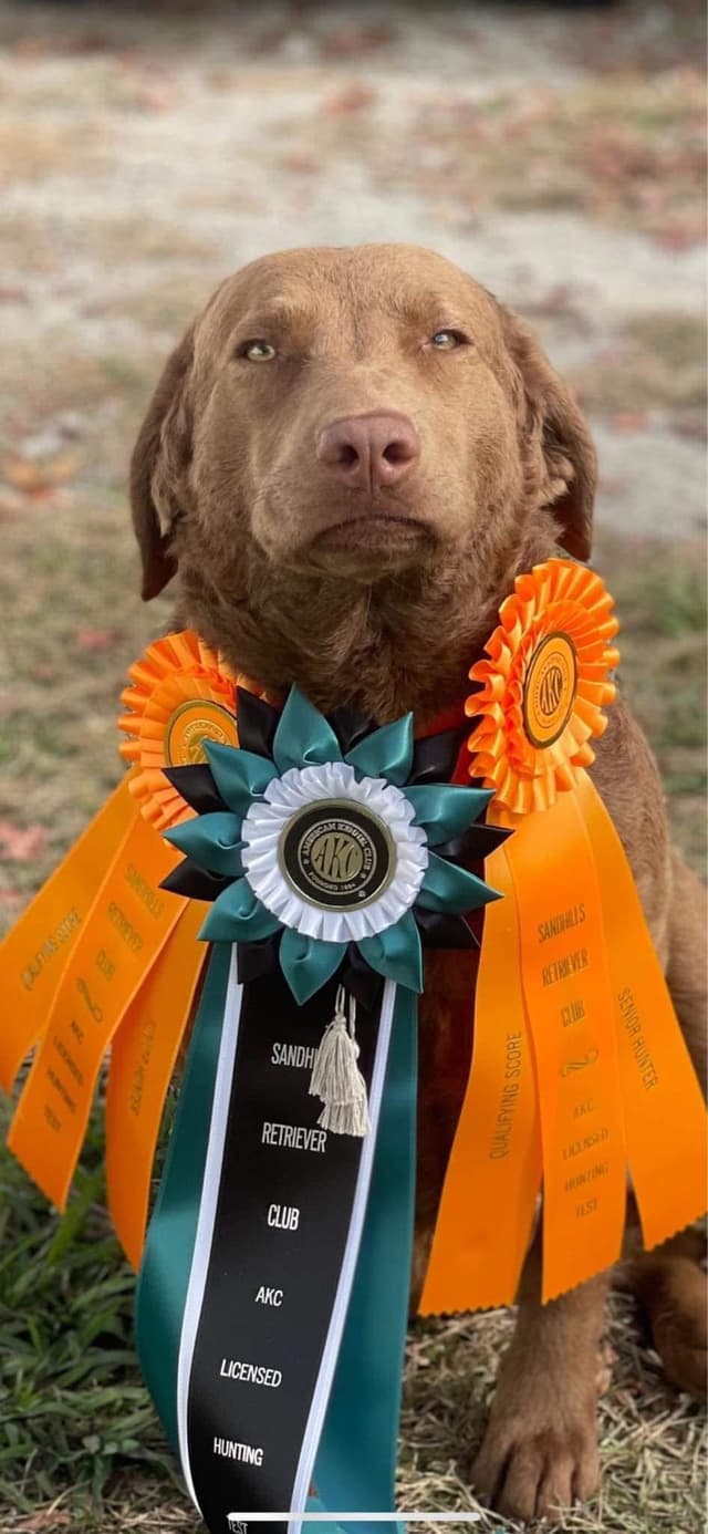 Chesapeake Bay Retriever Puppies media 2