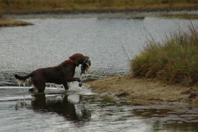 Chesapeake Bay Retriever Puppies media 4