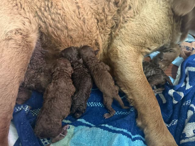 Chesapeake Bay Retriever Puppies media 5