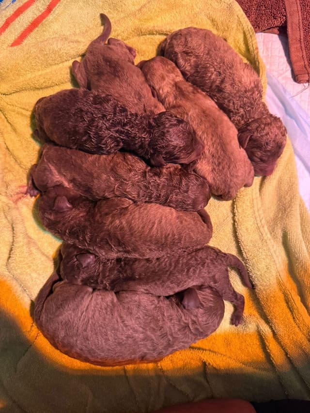 Chesapeake Bay Retriever Puppies media 6