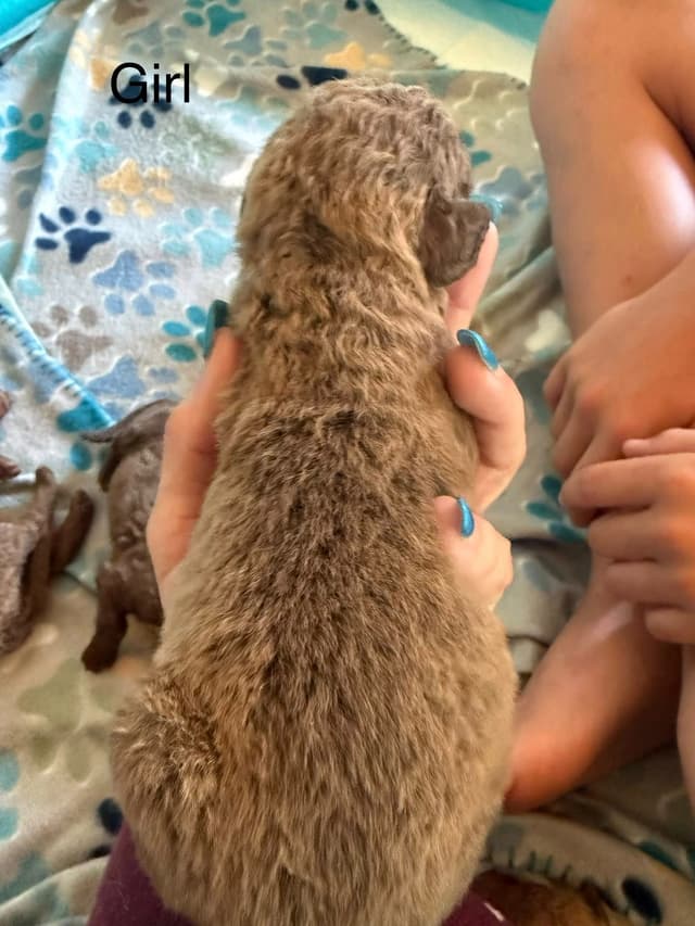 Chesapeake Bay Retriever Puppies media 7