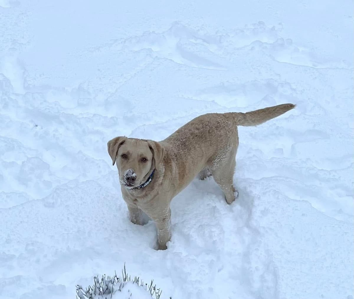 Chesapeake Bay Retriever Puppies breeder image 1