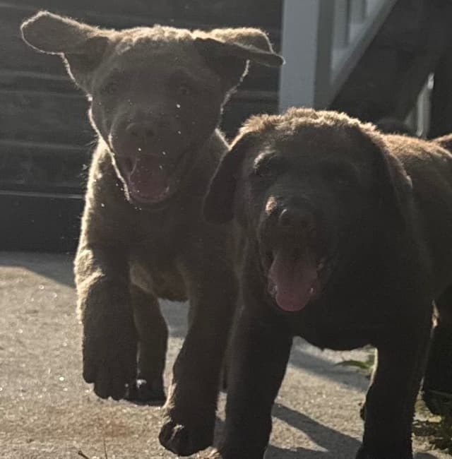 Chesapeake Bay Retriever Puppies media 8