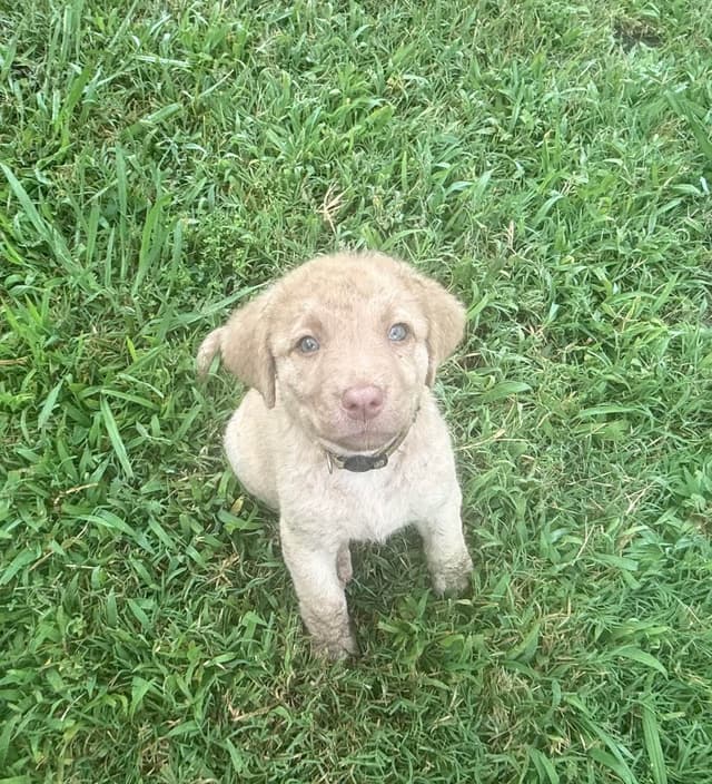 Chesapeake Bay Retriever Puppies media 9