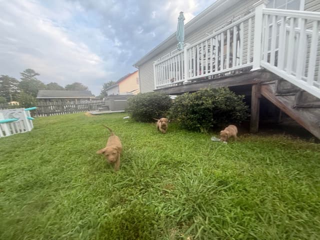 Chesapeake Bay Retriever Puppies media 10