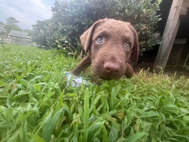 Chesapeake Bay Retriever Puppies media 11
