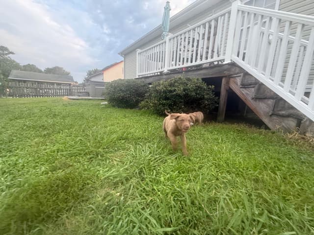 Chesapeake Bay Retriever Puppies media 12