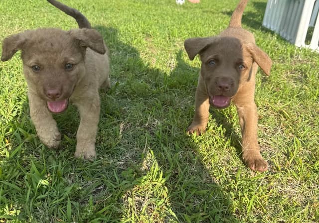 Chesapeake Bay Retriever Puppies media 13