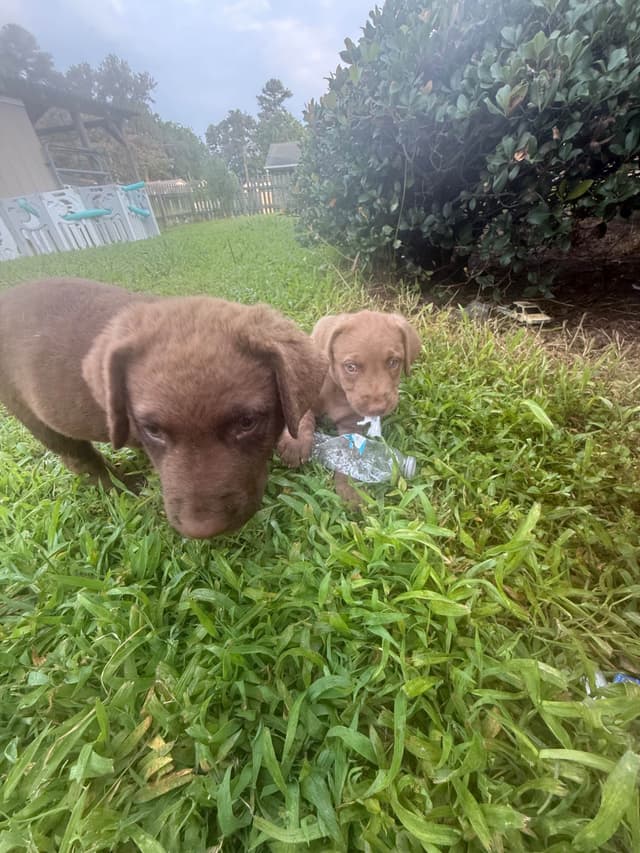 Chesapeake Bay Retriever Puppies media 14