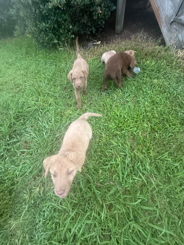 Chesapeake Bay Retriever Puppies media 15