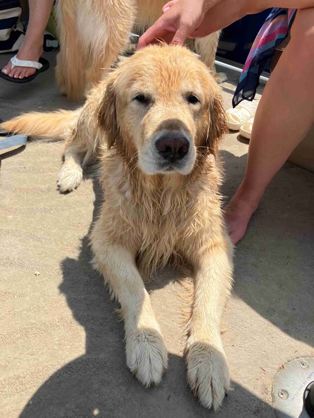 Golden Retriever Puppies media 3