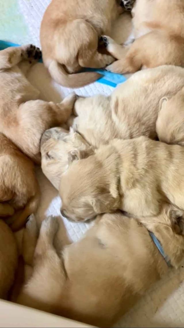 Golden Retriever Puppies media 4