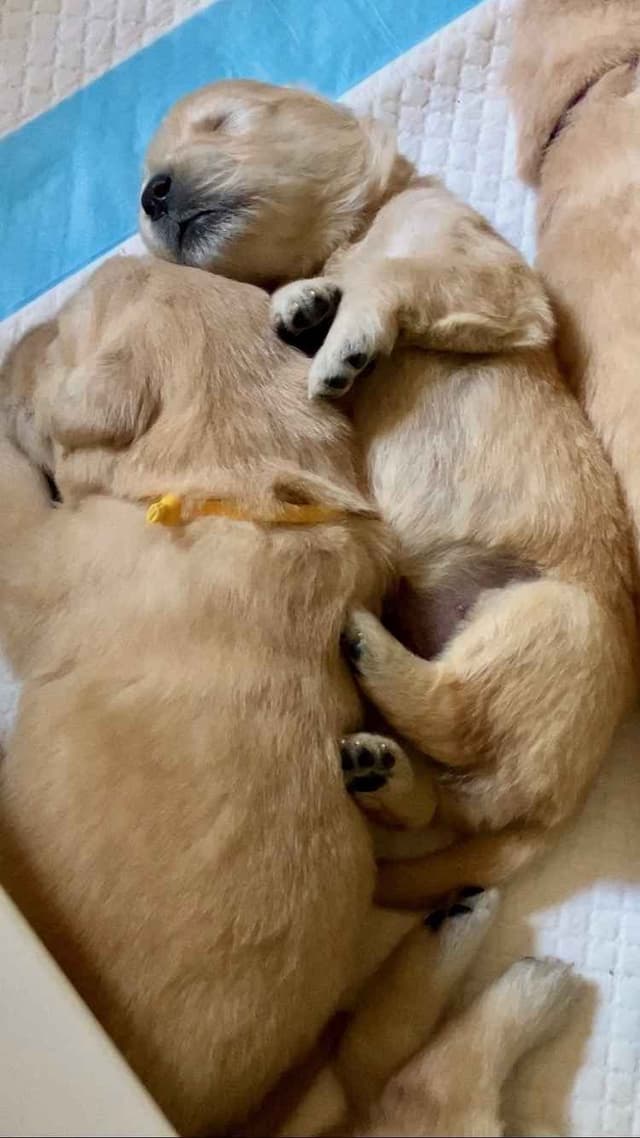 Golden Retriever Puppies media 5