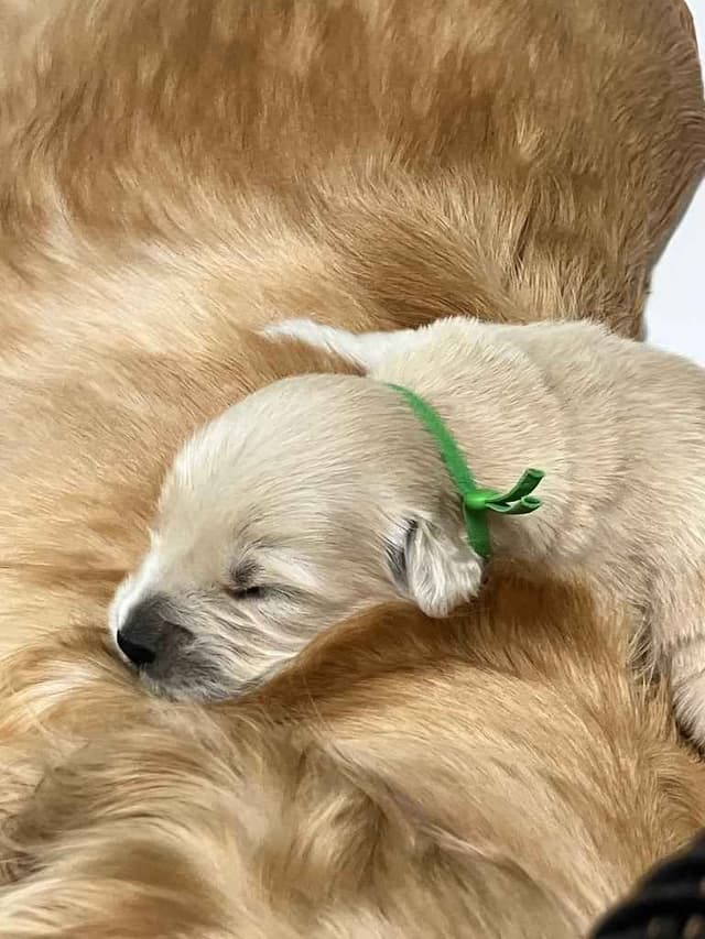 Golden Retriever Puppies media 6