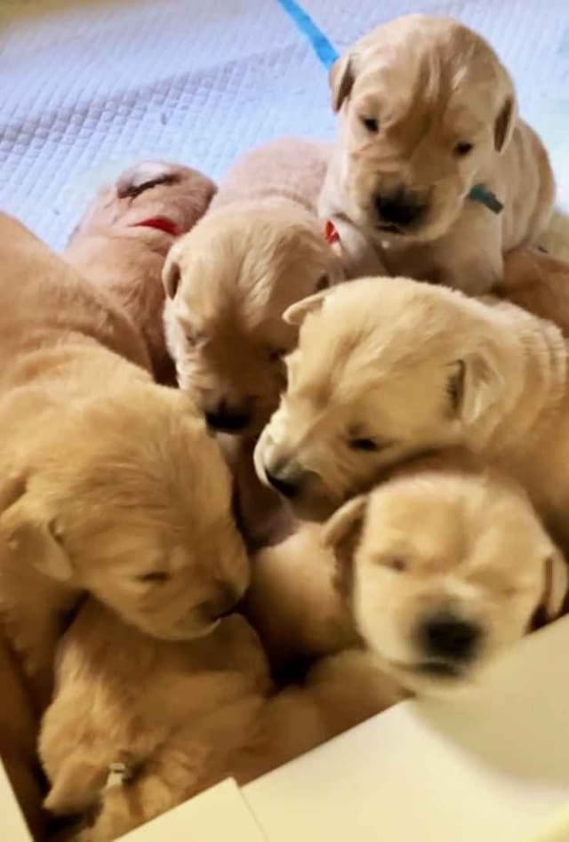 Golden Retriever Puppies media 7