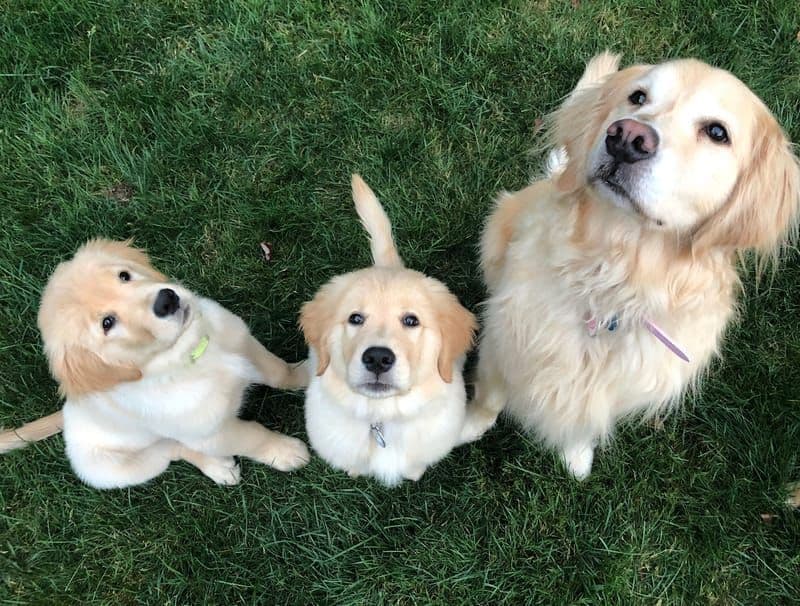 Golden Retriever Puppies breeder image 1