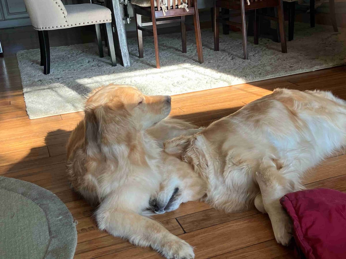 Golden Retriever Puppies breeder image 3