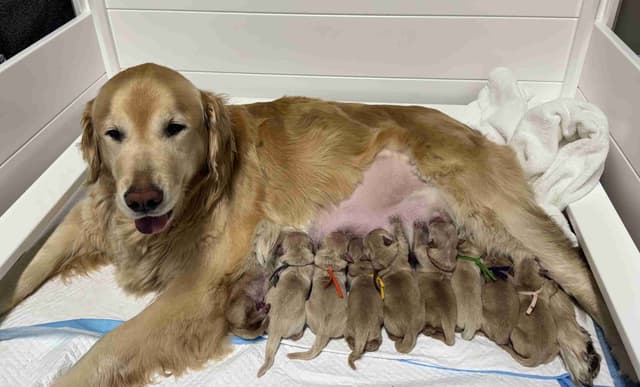 Golden Retriever Puppies media 10