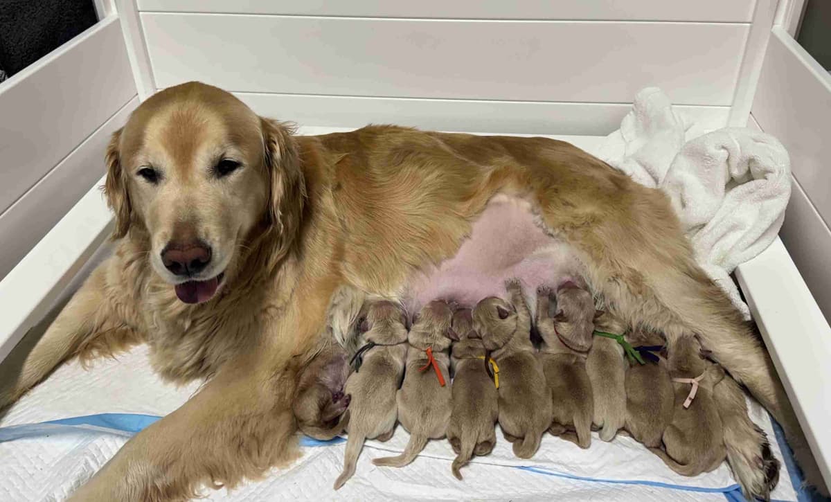 Golden Retriever Puppies breeder image 5