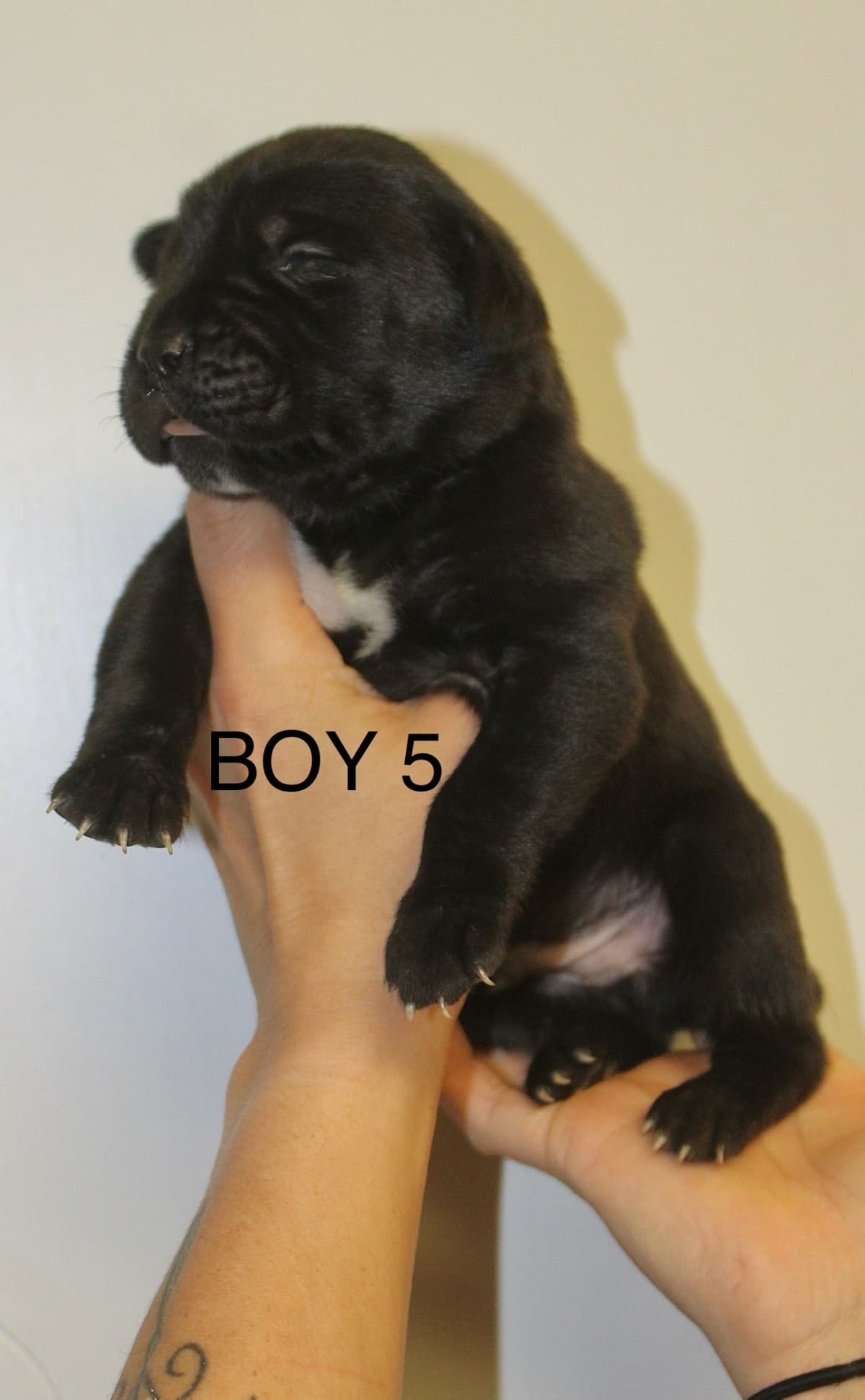 Cane Corso Puppies breeder image 1