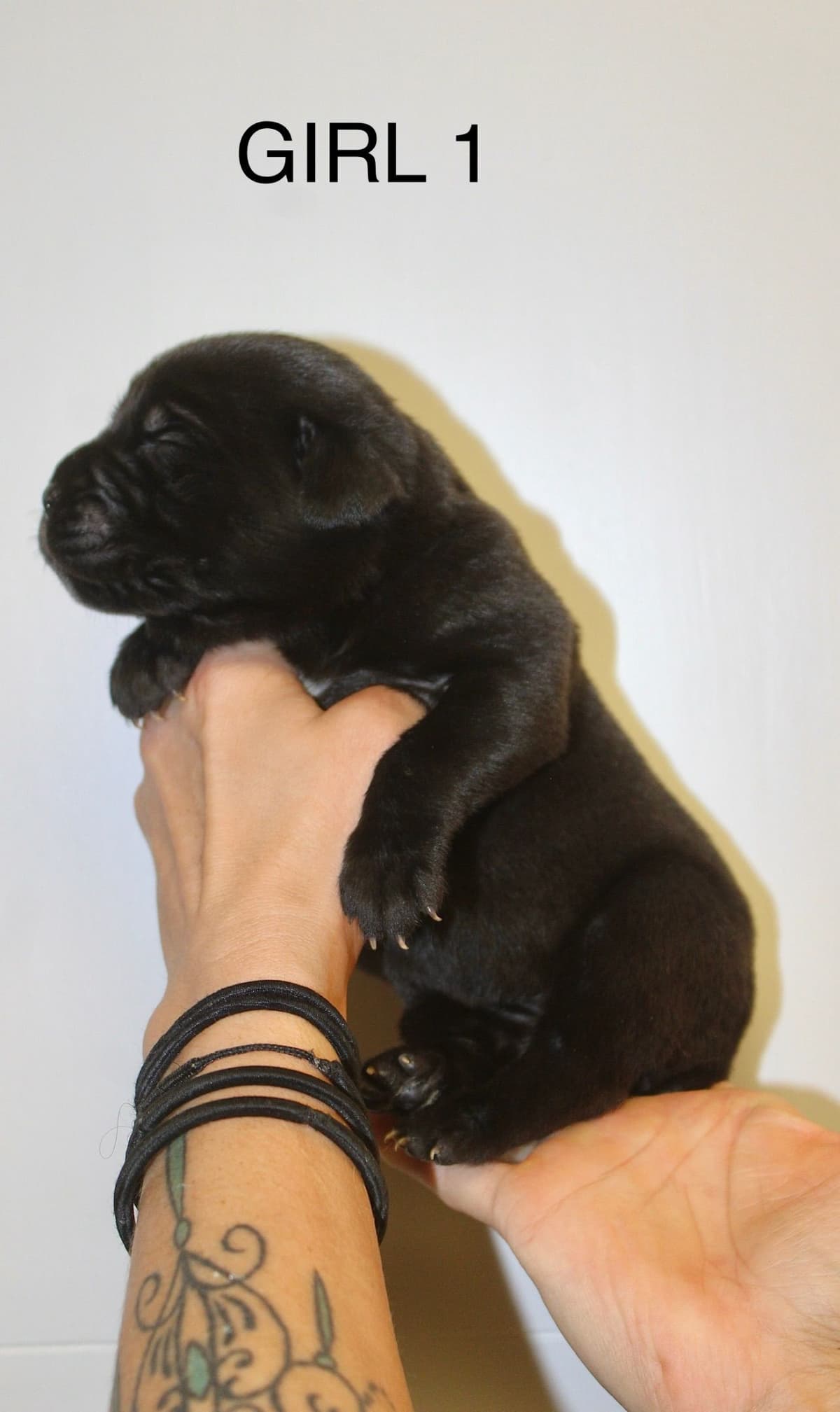 Cane Corso Puppies breeder image 2