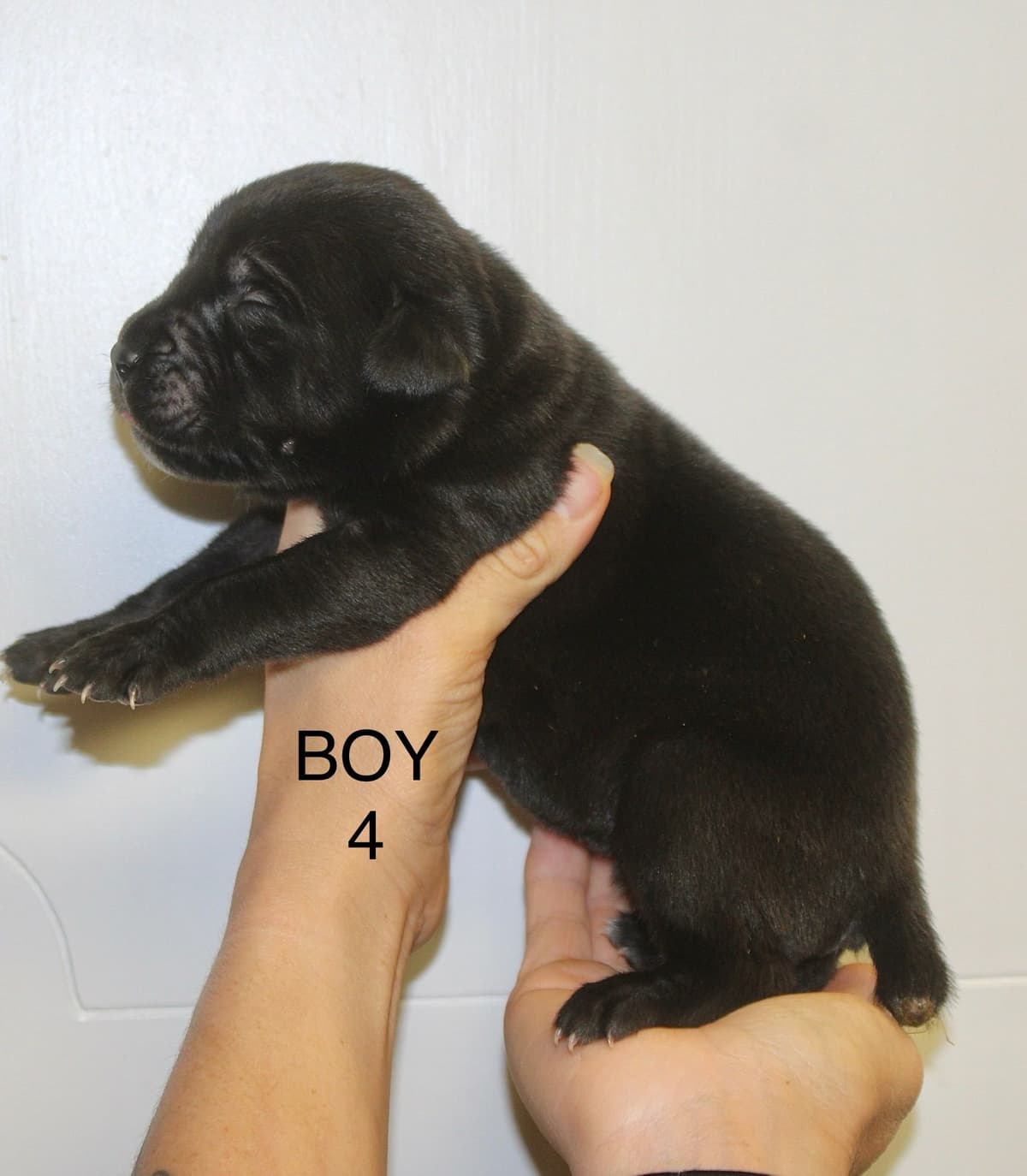 Cane Corso Puppies breeder image 3