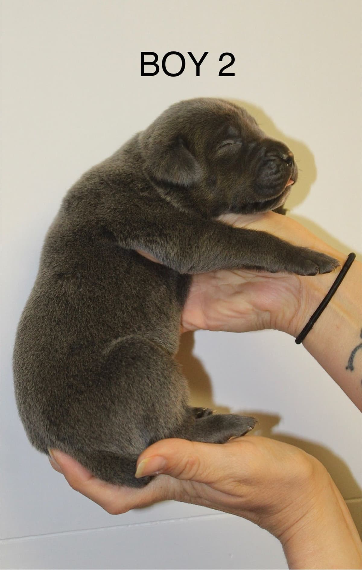 Cane Corso Puppies breeder image 4