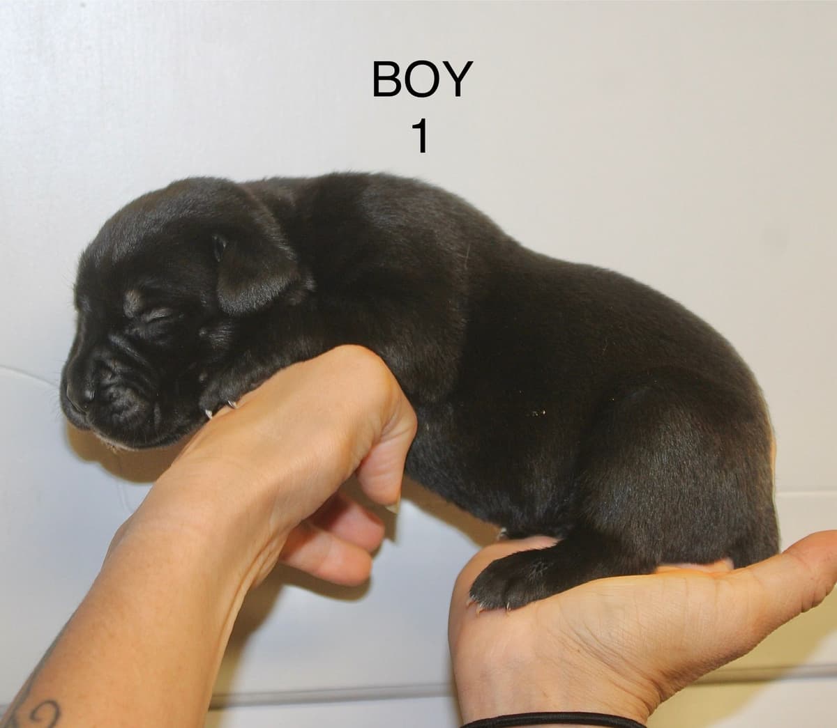 Cane Corso Puppies breeder image 5