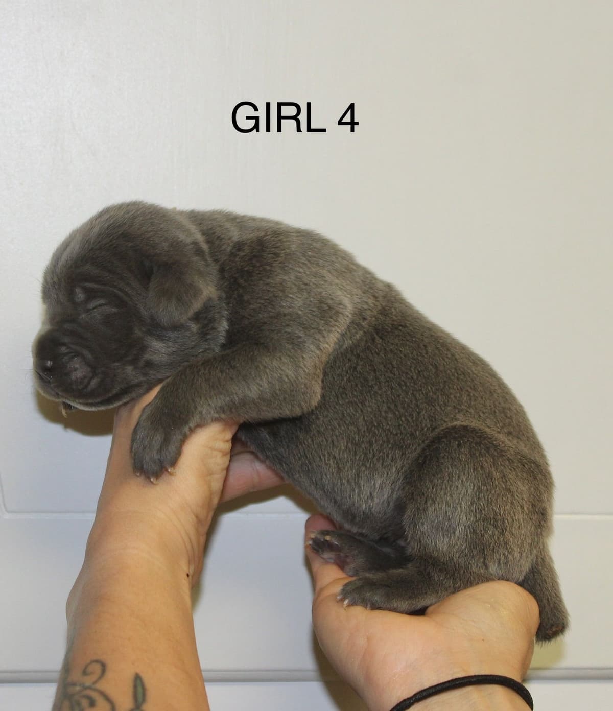 Cane Corso Puppies breeder image 6