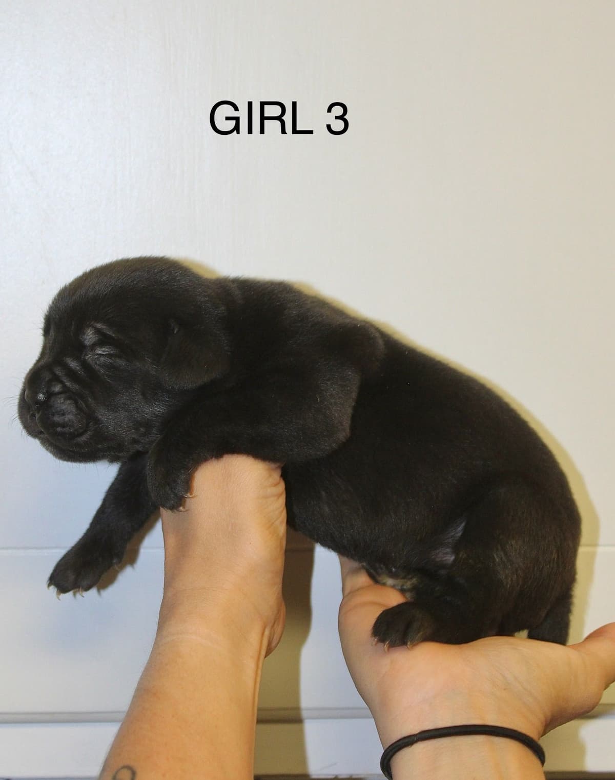 Cane Corso Puppies breeder image 7