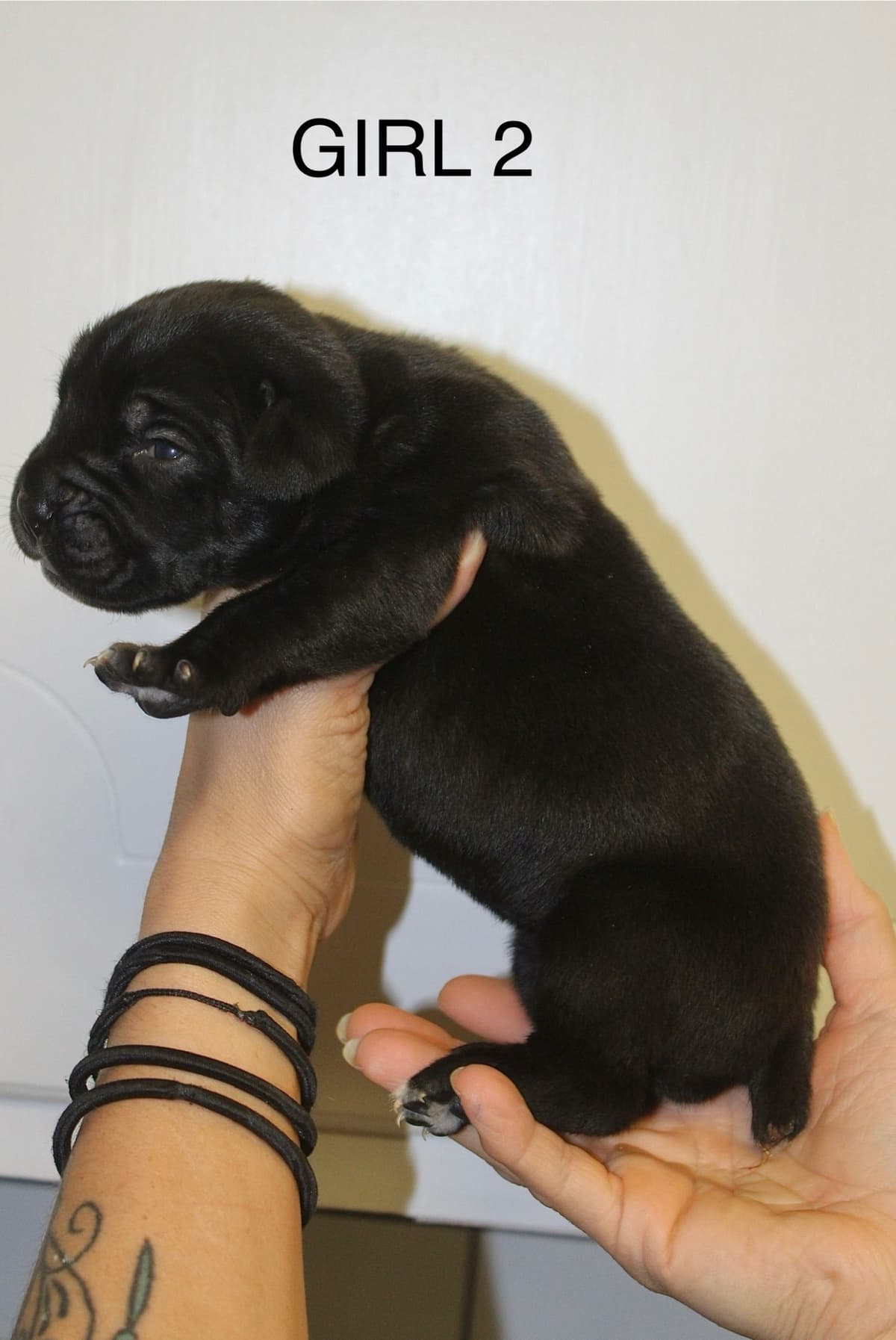 Cane Corso Puppies breeder image 8