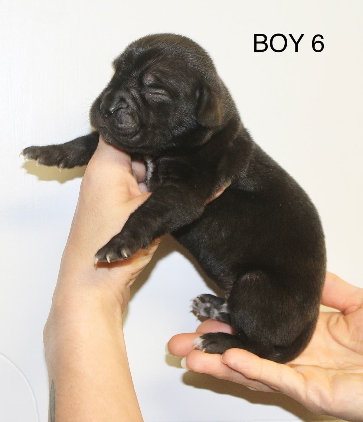 Cane Corso Puppies breeder image 9