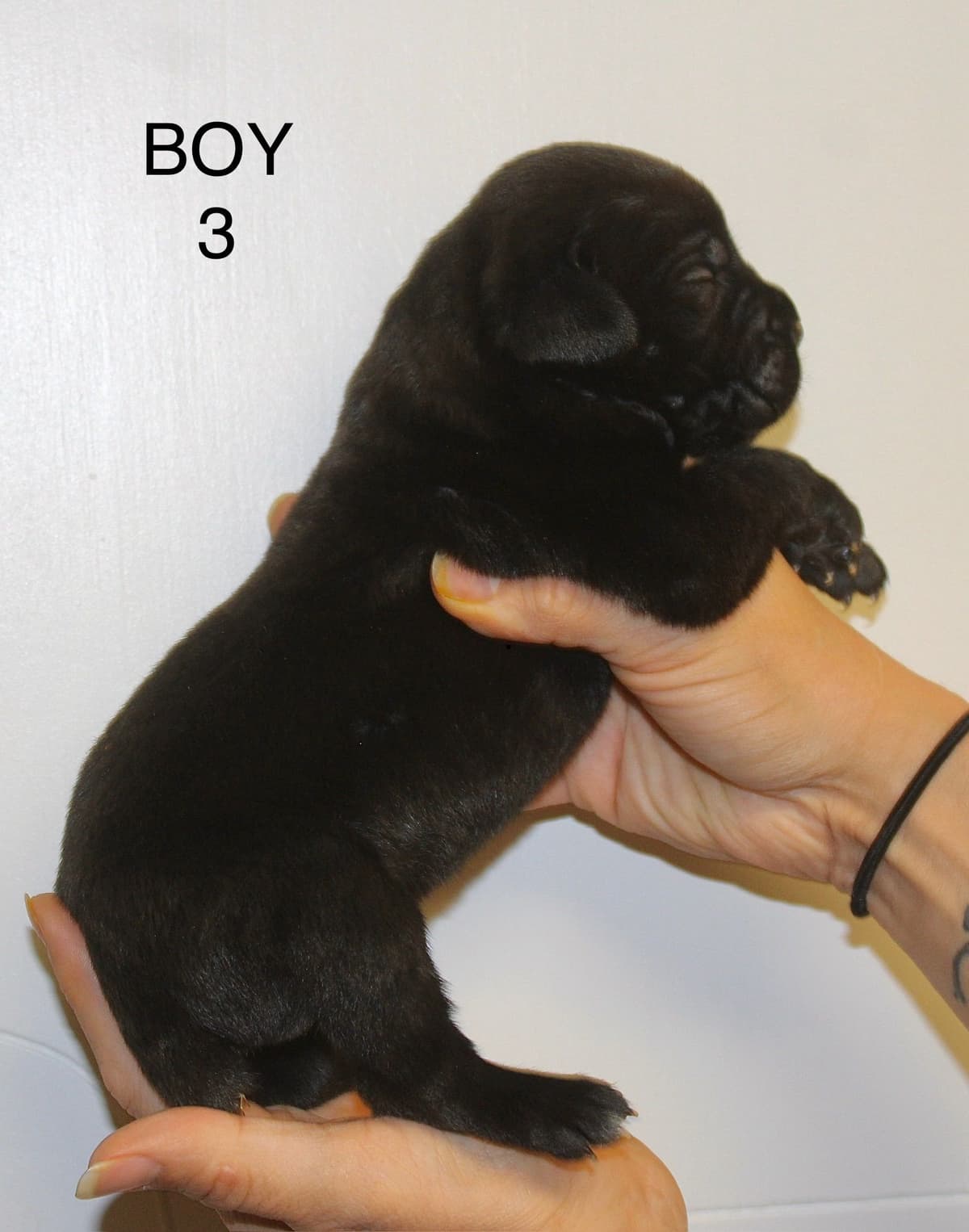 Cane Corso Puppies breeder image 10