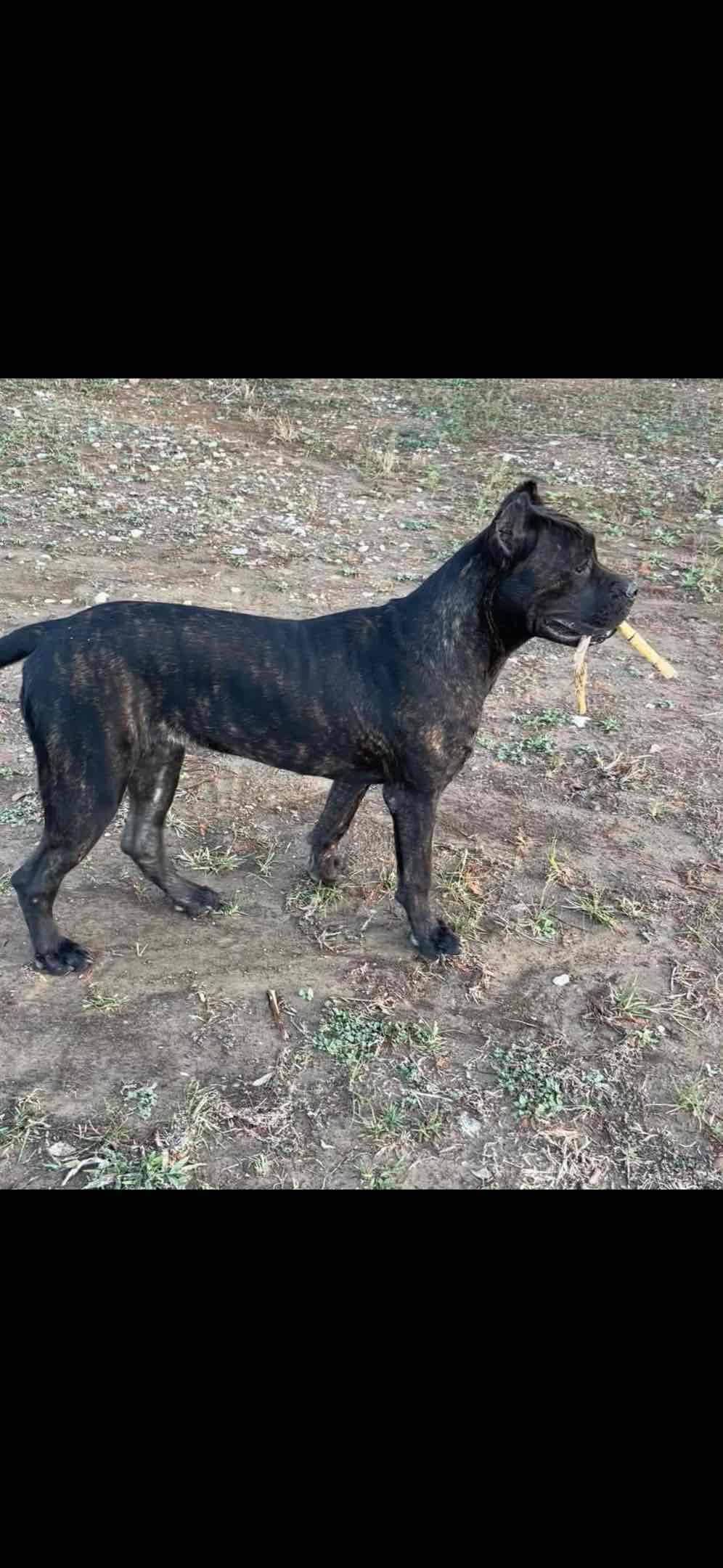 Cane Corso Puppies breeder image 11