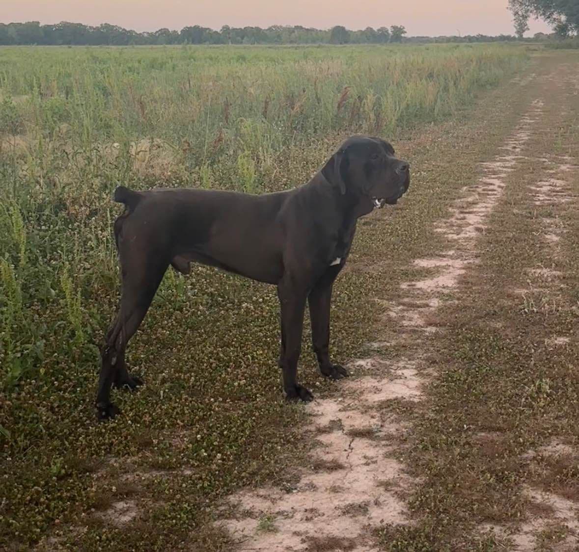 Cane Corso Puppies breeder image 12