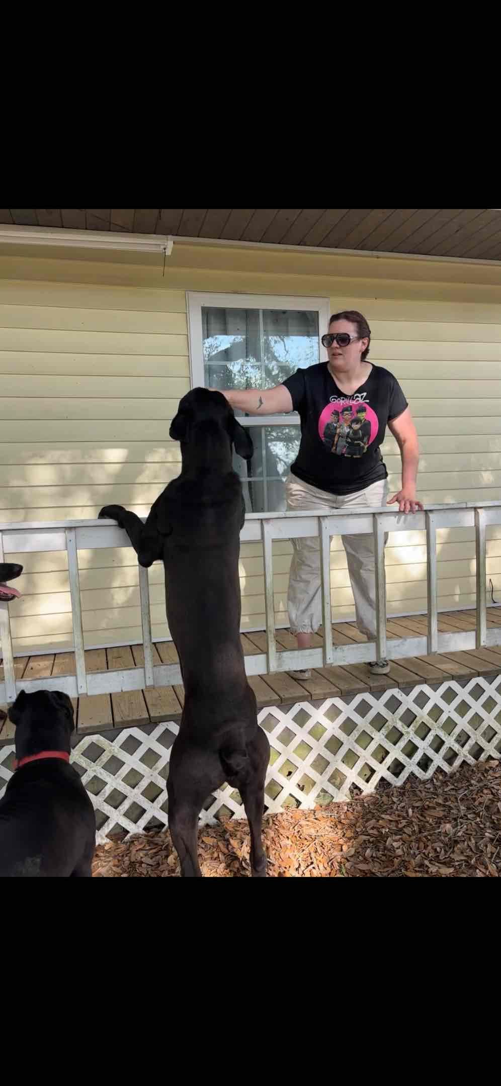 Cane Corso Puppies breeder image 13